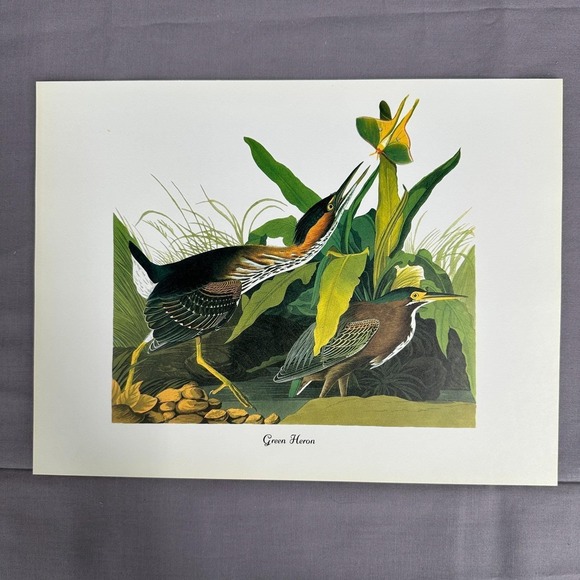 Other - 1950 Vintage Print Green Heron American Bird Art Illustration Audubon 8x11